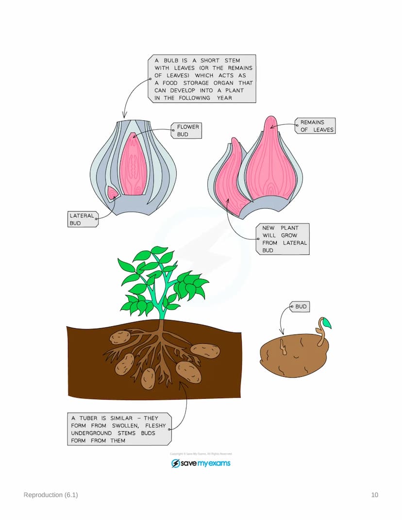 Reproduction (6.1)
6.1.1 Sexual & Asexual Reproduction
Mitosis & Meiosis
• Mitosis is a type of nuclear division that gives rise to cells th