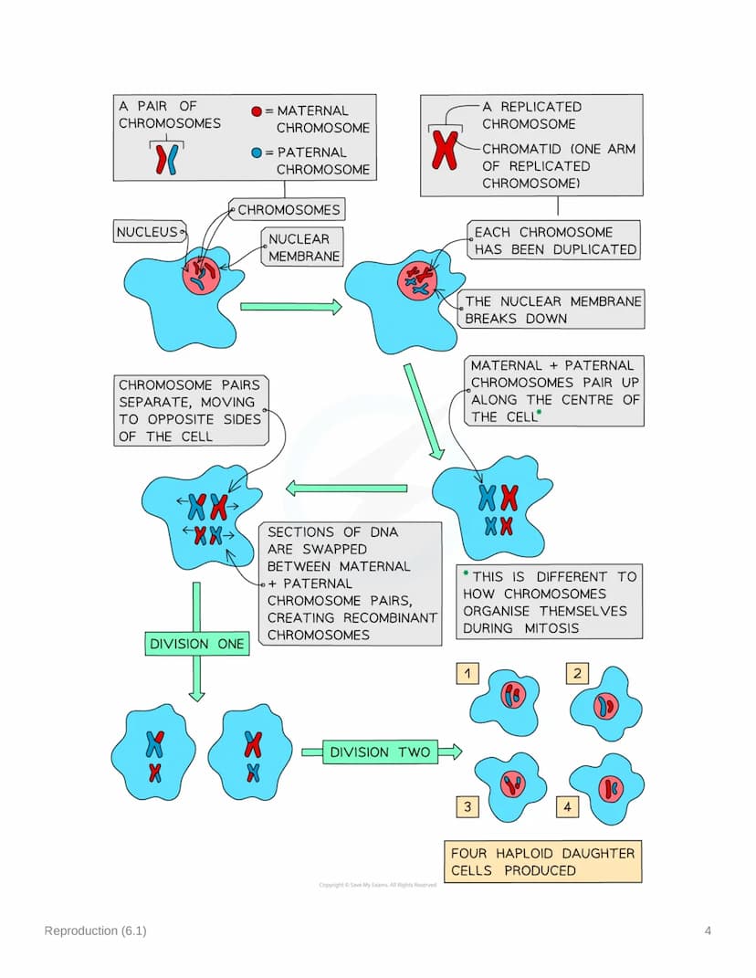 Reproduction (6.1)
6.1.1 Sexual & Asexual Reproduction
Mitosis & Meiosis
• Mitosis is a type of nuclear division that gives rise to cells th