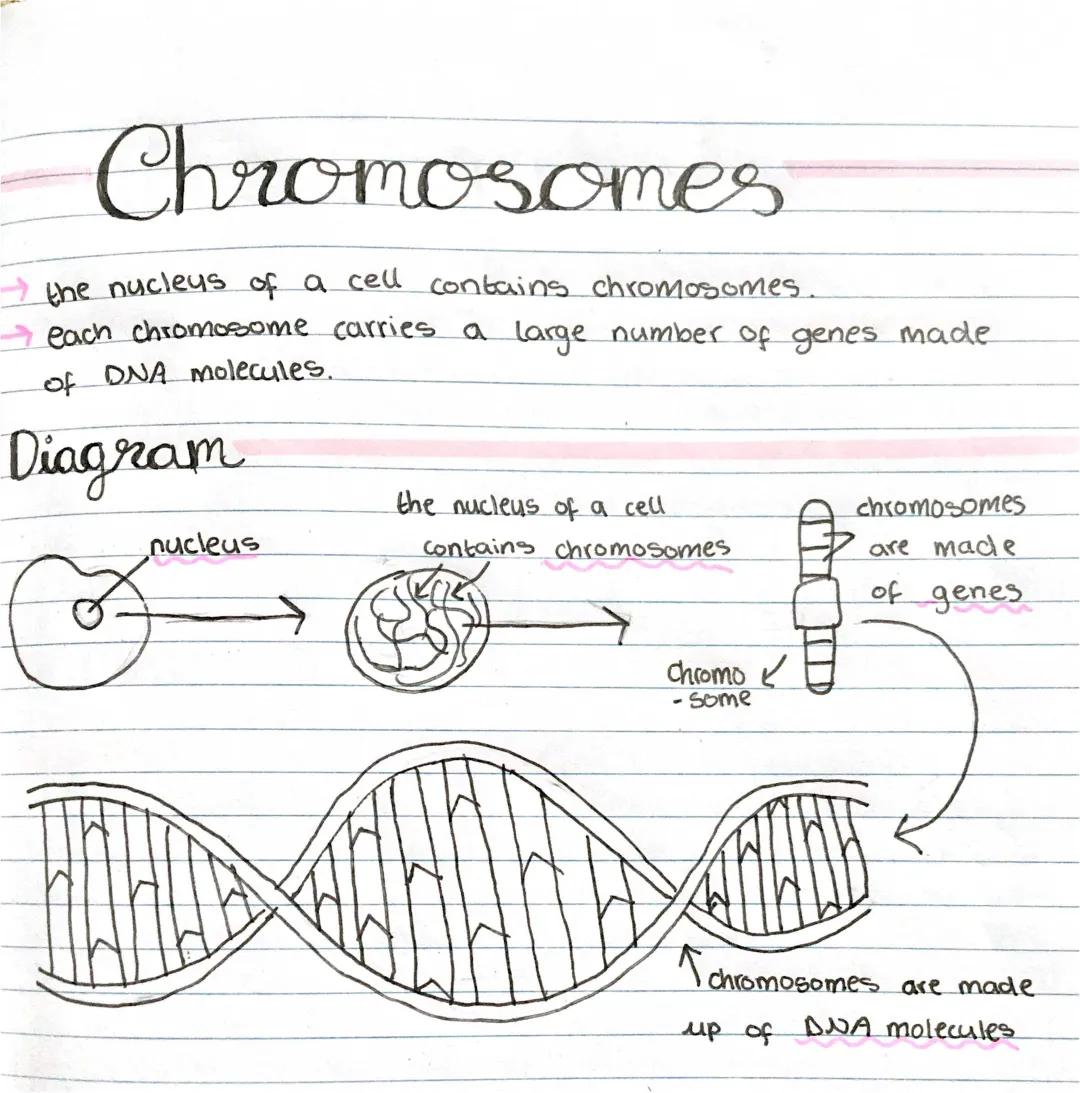 chromosomes 