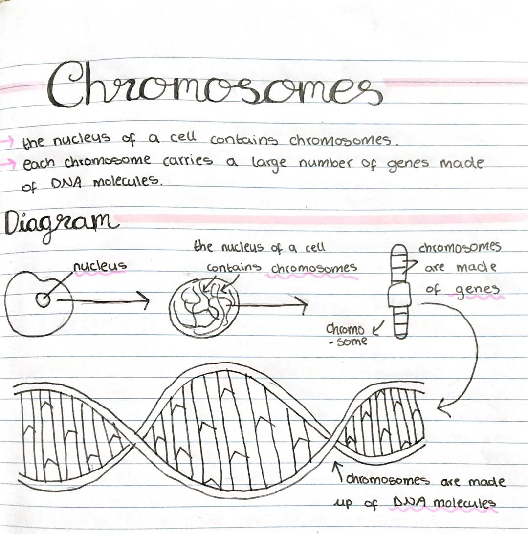 Chromosomes
the nucleus of a cell contains chromosomes.
each chromosome carries a large number of genes made
of DNA molecules.
Diagram
B
nuc