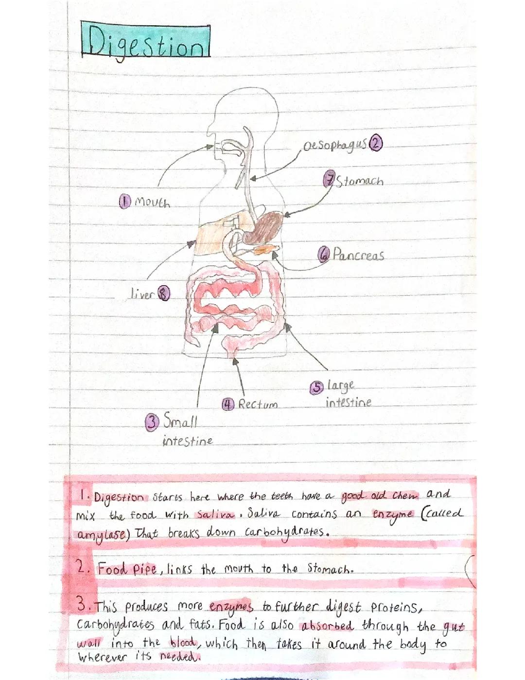 Digestion