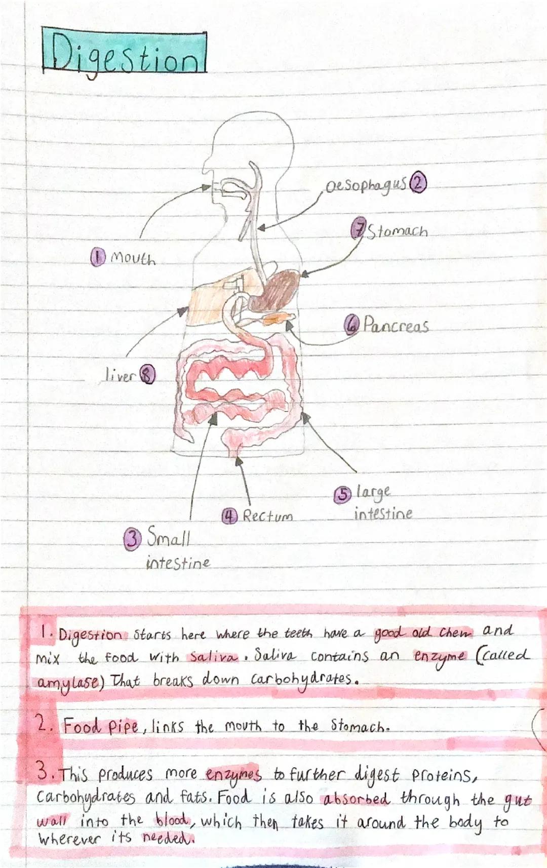 Digestion
Mouth
Oesophagus (2)
Stomach
Liver
Pancreas
⑤large
4 Rectum
intestine
3 Small
intestine
1. Digestion
Starts here where the teeth h