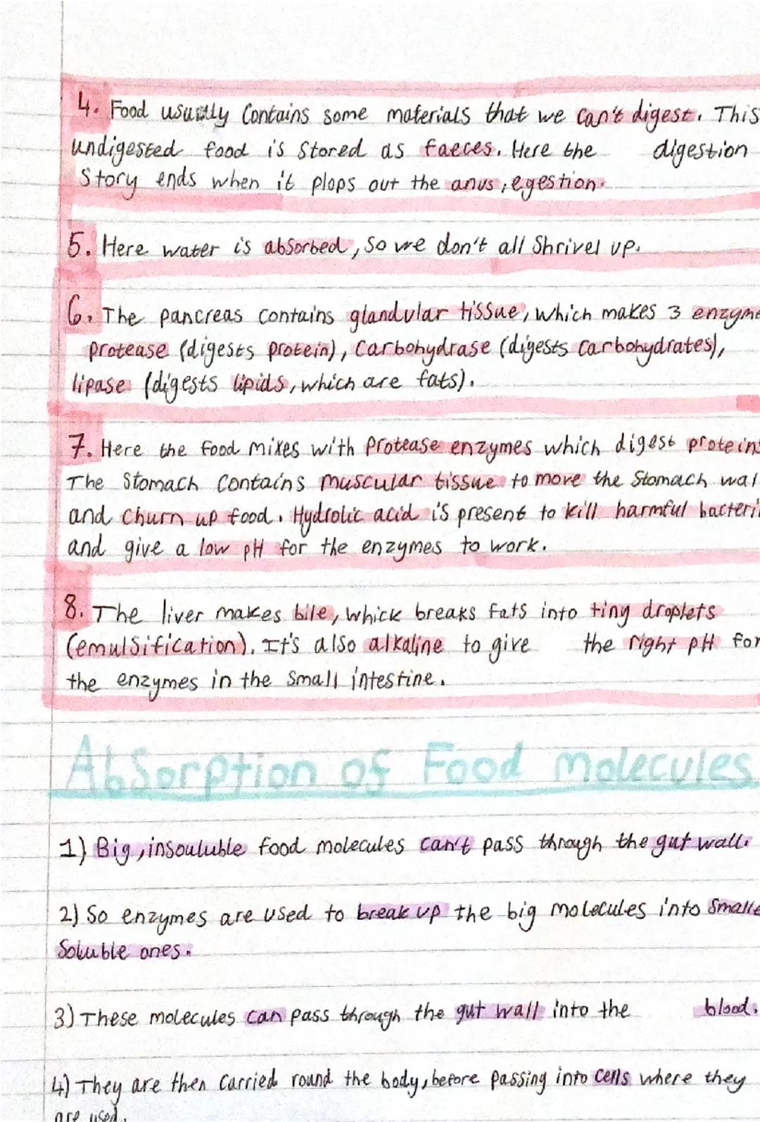 Digestion
Mouth
Oesophagus (2)
Stomach
Liver
Pancreas
⑤large
4 Rectum
intestine
3 Small
intestine
1. Digestion
Starts here where the teeth h