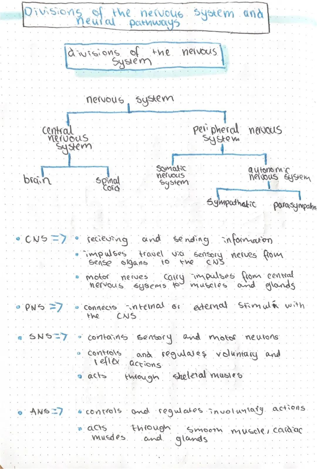 Divisions of the Nervous system 