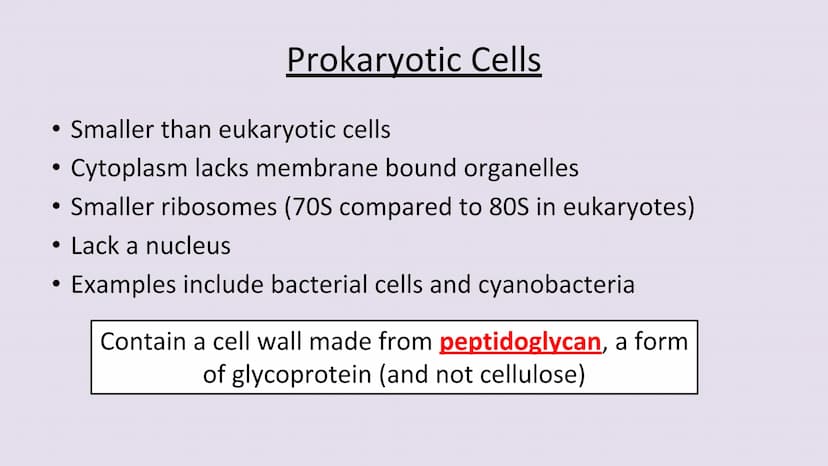3.2.1.2 Structure of prokaryotic cells and of viruses
Content
Prokaryotic cells are much smaller than eukaryotic cells. They also
differ fro