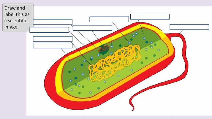 3.2.1.2 Structure of prokaryotic cells and of viruses
Content
Prokaryotic cells are much smaller than eukaryotic cells. They also
differ fro