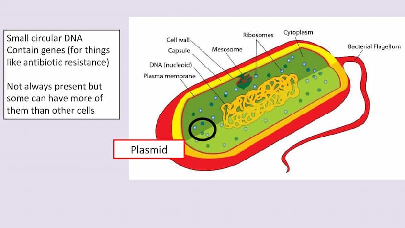 3.2.1.2 Structure of prokaryotic cells and of viruses
Content
Prokaryotic cells are much smaller than eukaryotic cells. They also
differ fro