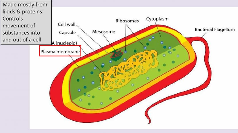 3.2.1.2 Structure of prokaryotic cells and of viruses
Content
Prokaryotic cells are much smaller than eukaryotic cells. They also
differ fro