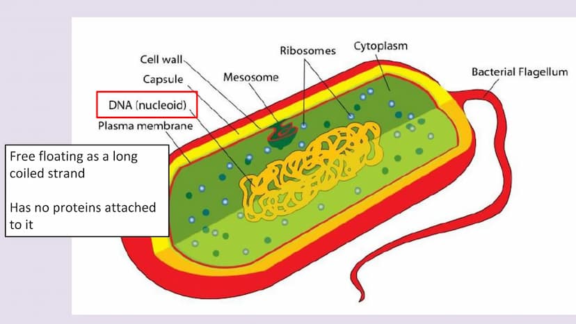 3.2.1.2 Structure of prokaryotic cells and of viruses
Content
Prokaryotic cells are much smaller than eukaryotic cells. They also
differ fro