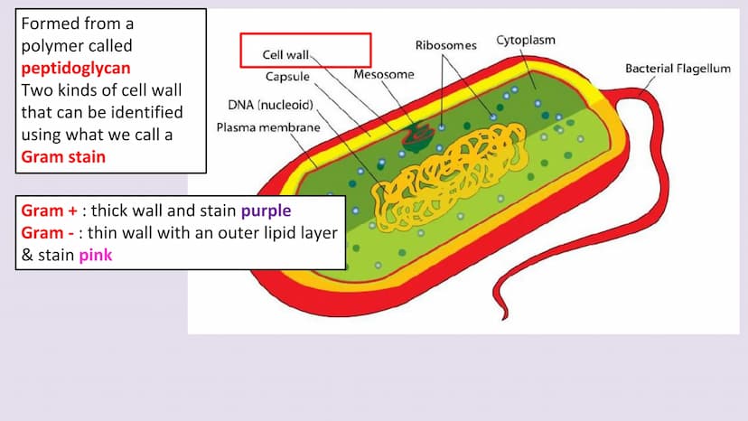 3.2.1.2 Structure of prokaryotic cells and of viruses
Content
Prokaryotic cells are much smaller than eukaryotic cells. They also
differ fro