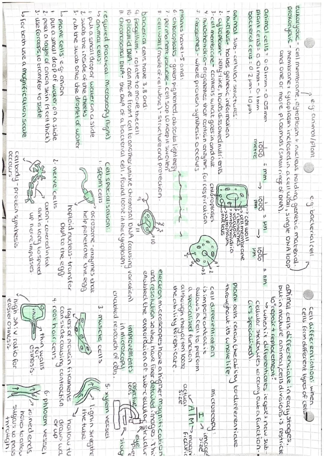 Single celled organism= large
SA tov ratio for sufficient
transport of molecules intout
bacteria
multiply by simple cell division (binary (i
