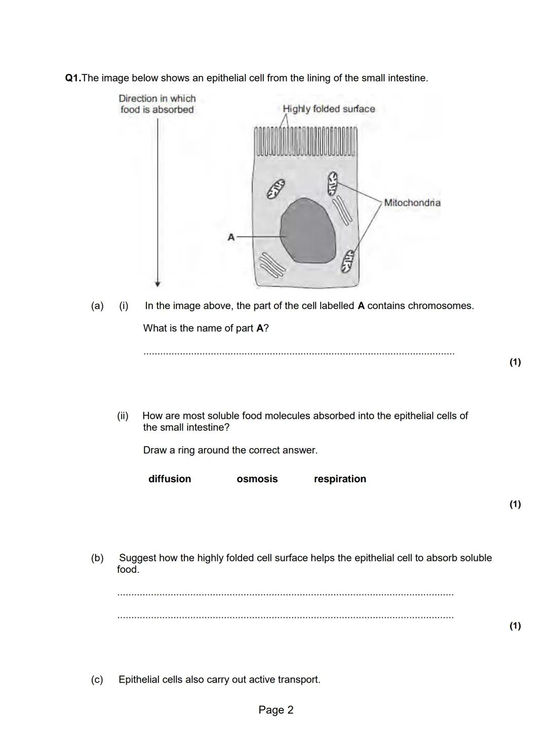 Q1.Figure 1 shows photographs of some animal cells at different stages during the cell cycle.
Figure 1
A
(a)
A Ed Reschke/Photolibrary/Getty