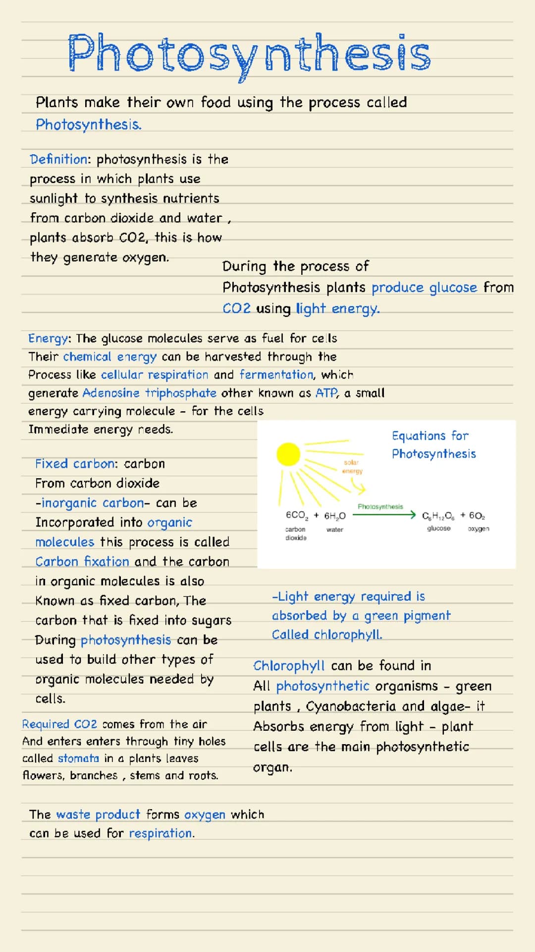 photosynthesis 