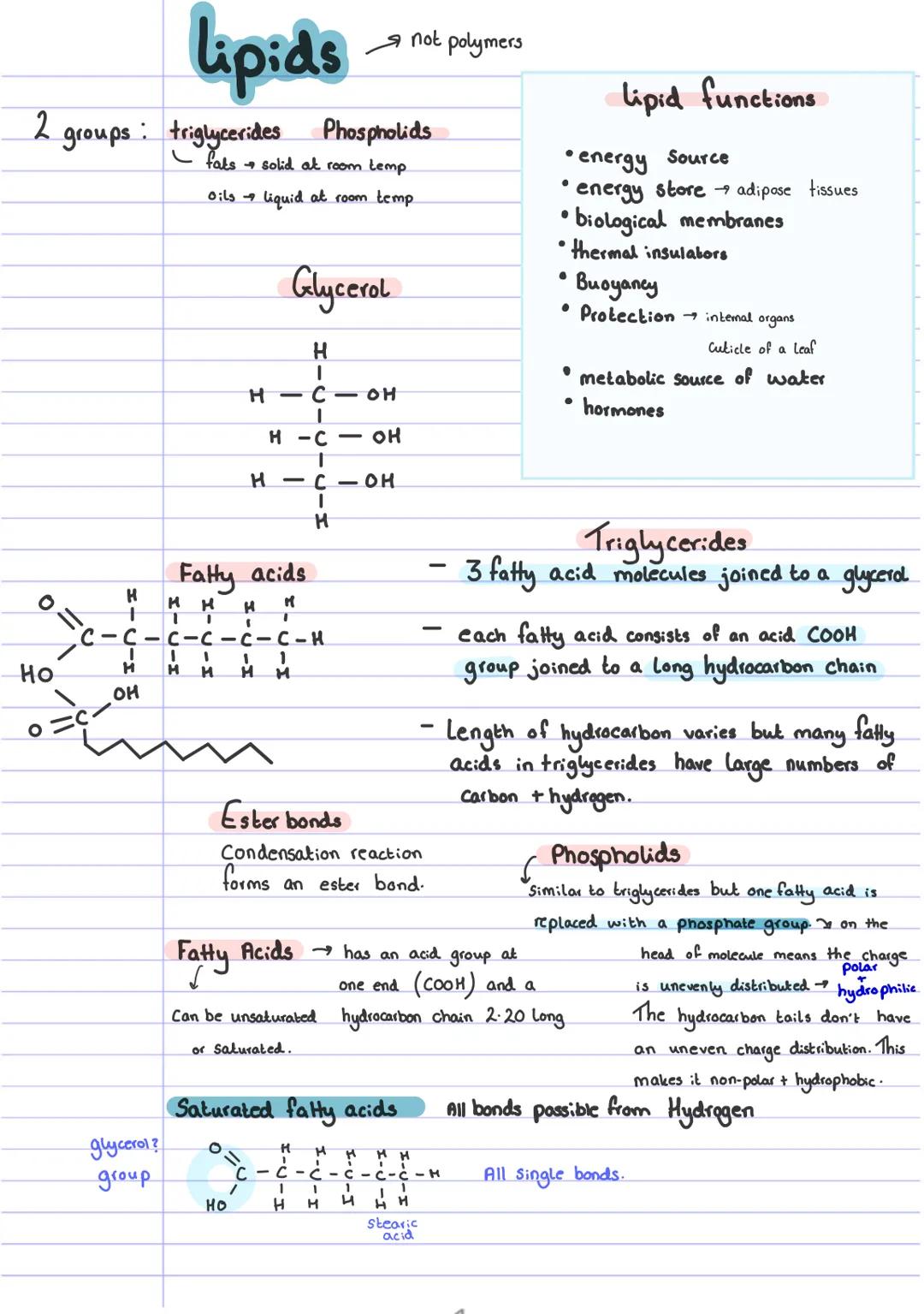 2 groups: triglycerides
Ho
o =c
H
+
H
OH
lipids
glycerol?
group
H
T
Phospholids
fats solid at room temp.
Oils
liquid at room temp
H
I
H-C-
1