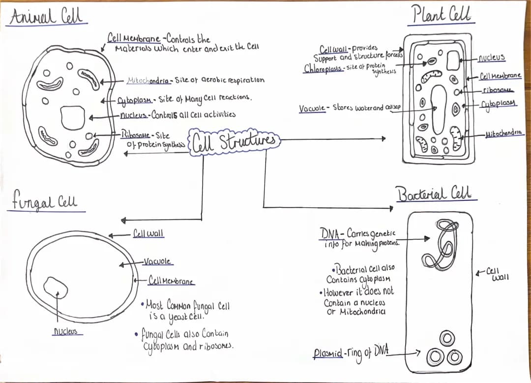 Cool Cell Structures: BBC Bitesize KS3 & Nat 5 Biology Fun!