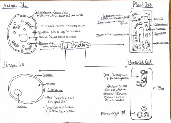 Know Cell Structures - NAT5 Biology - Unit 1  thumbnail