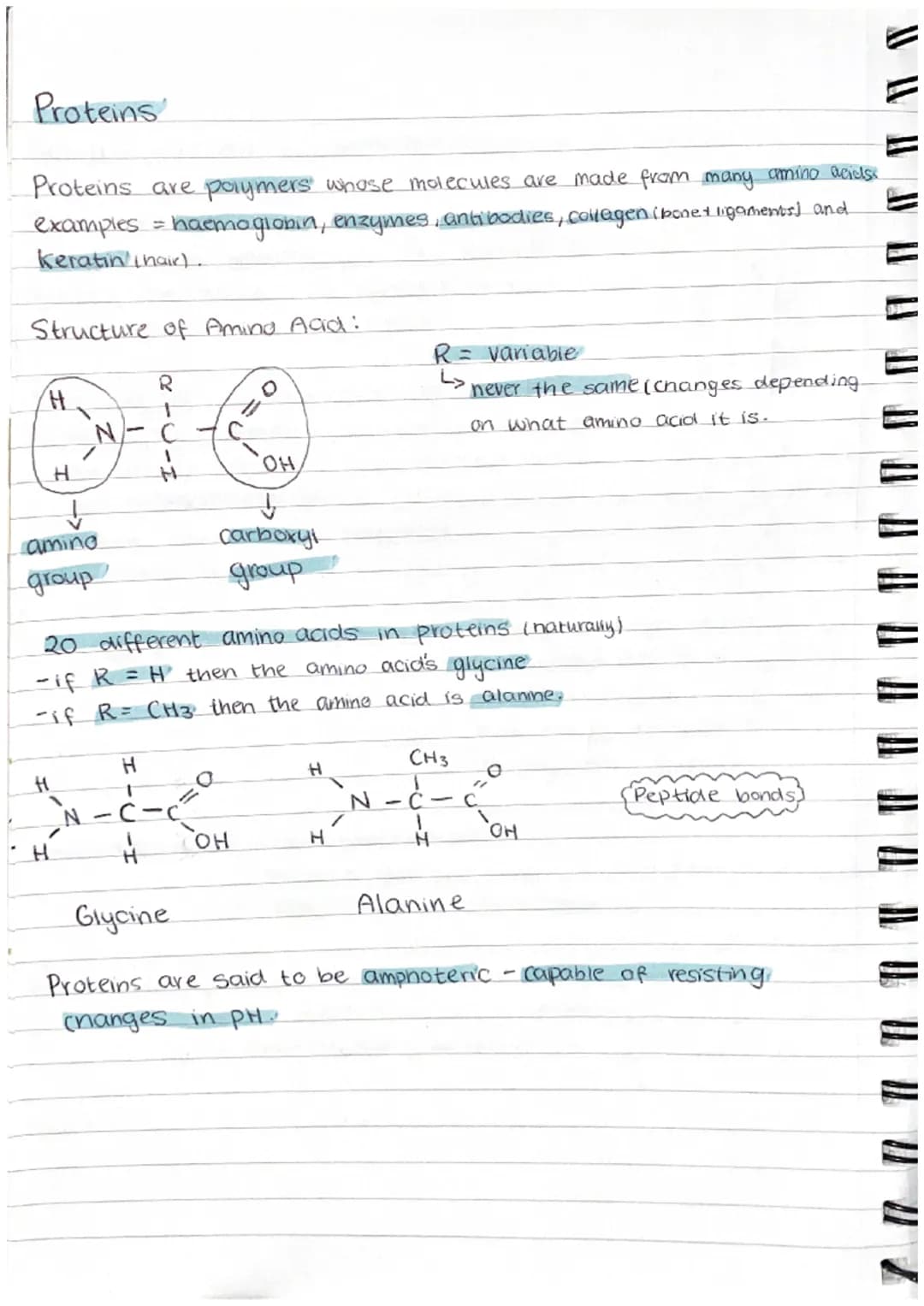 Proteins
Proteins are polymers whose molecules are made from many amino acids.
examples = haemoglobin, enzymes, antibodies, collegen (bone+ 