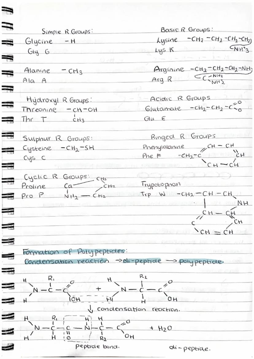 Proteins
Proteins are polymers whose molecules are made from many amino acids.
examples = haemoglobin, enzymes, antibodies, collegen (bone+ 