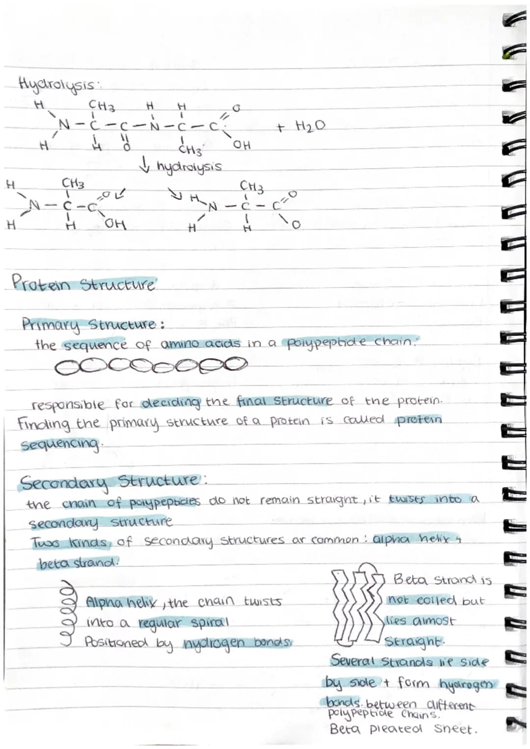Proteins
Proteins are polymers whose molecules are made from many amino acids.
examples = haemoglobin, enzymes, antibodies, collegen (bone+ 