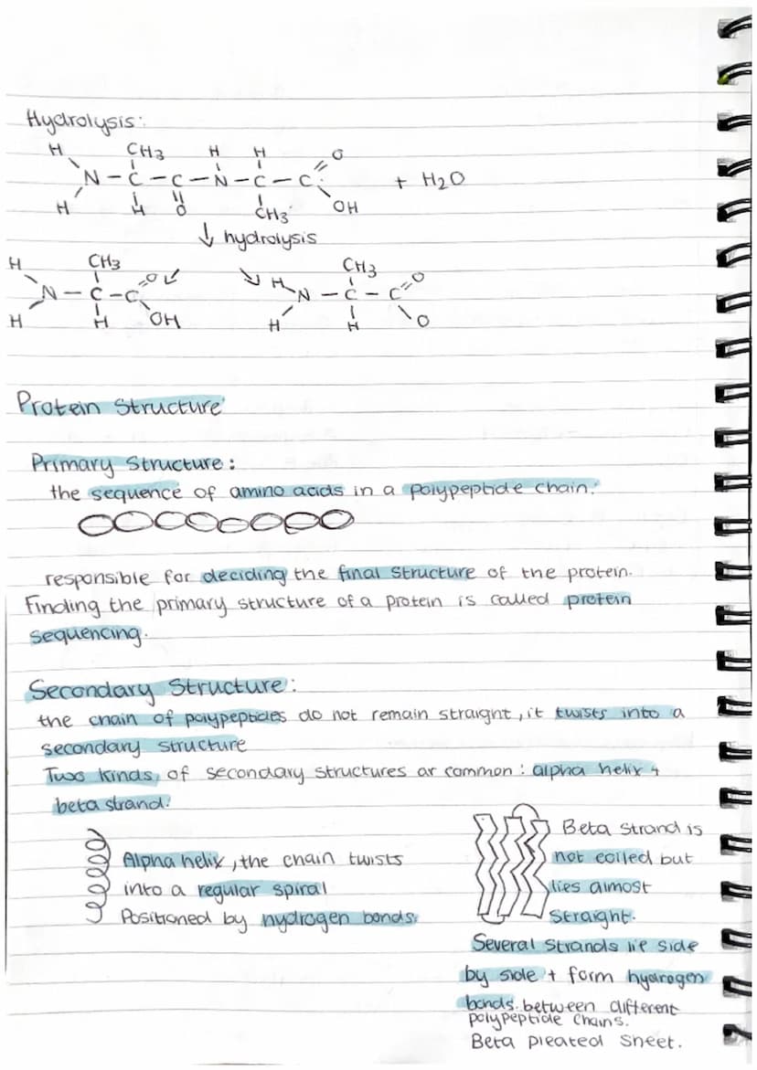 Proteins
Proteins are polymers whose molecules are made from many amino acids.
examples = haemoglobin, enzymes, antibodies, collegen (bone+ 