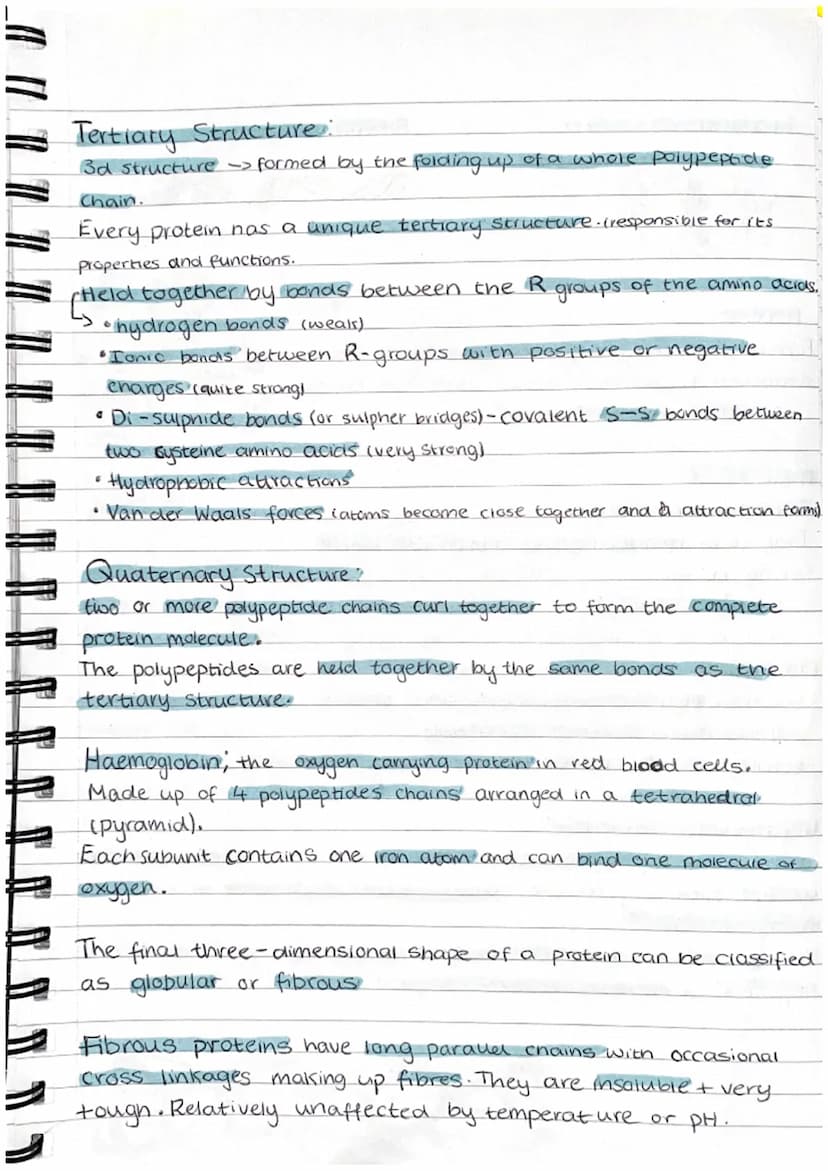 Proteins
Proteins are polymers whose molecules are made from many amino acids.
examples = haemoglobin, enzymes, antibodies, collegen (bone+ 