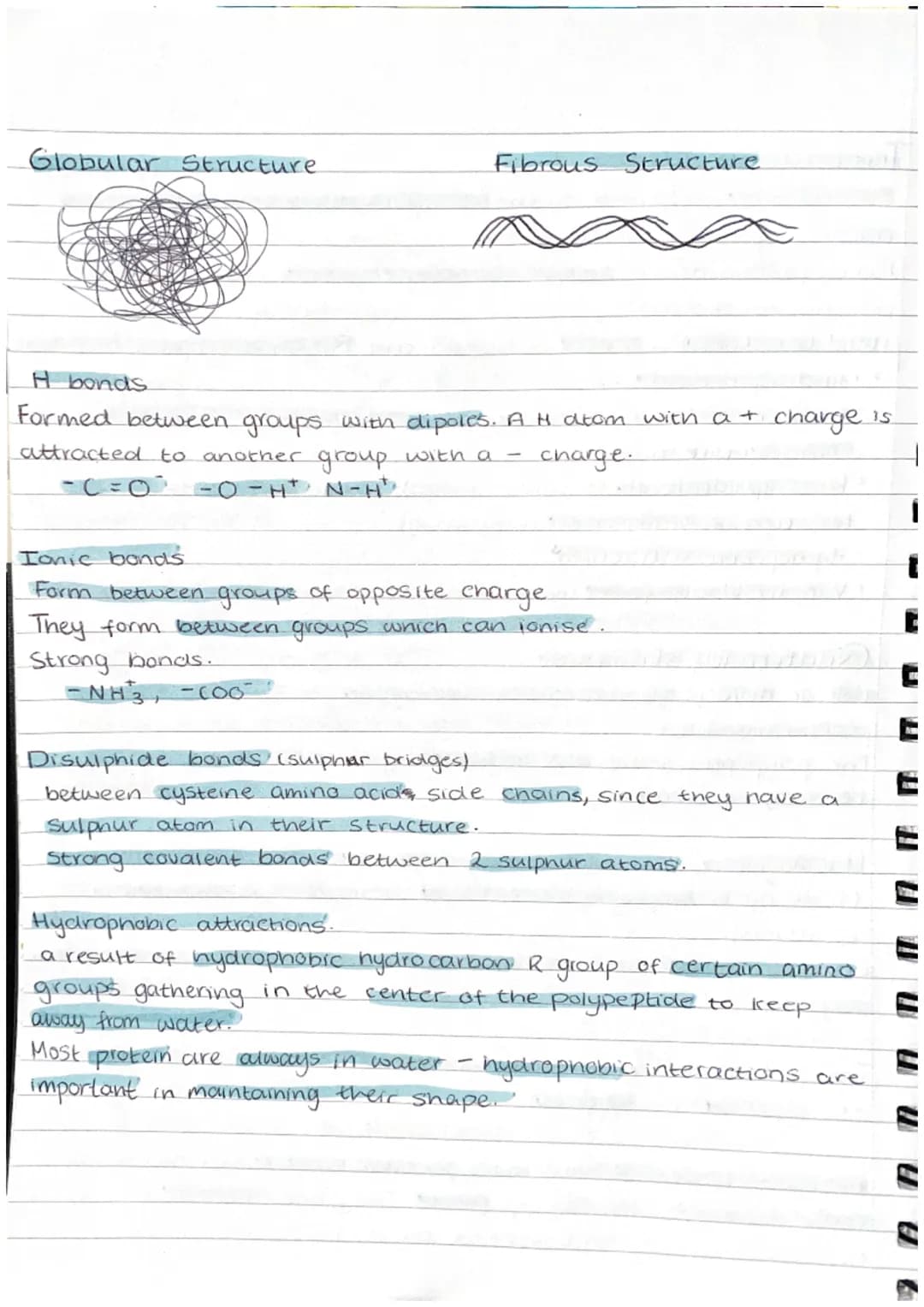 Proteins
Proteins are polymers whose molecules are made from many amino acids.
examples = haemoglobin, enzymes, antibodies, collegen (bone+ 