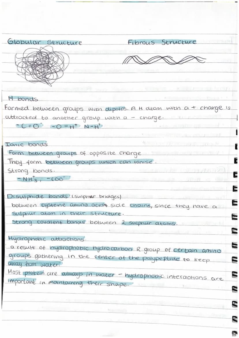 Proteins
Proteins are polymers whose molecules are made from many amino acids.
examples = haemoglobin, enzymes, antibodies, collegen (bone+ 