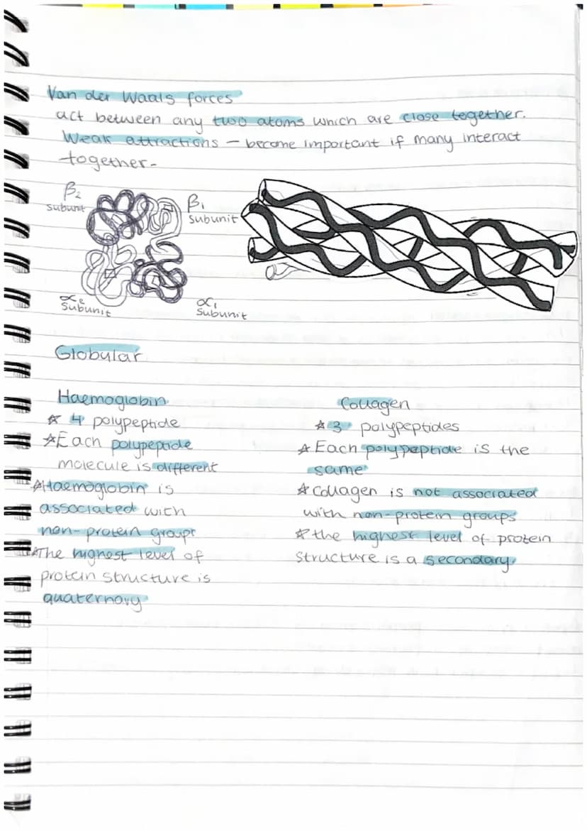 Proteins
Proteins are polymers whose molecules are made from many amino acids.
examples = haemoglobin, enzymes, antibodies, collegen (bone+ 