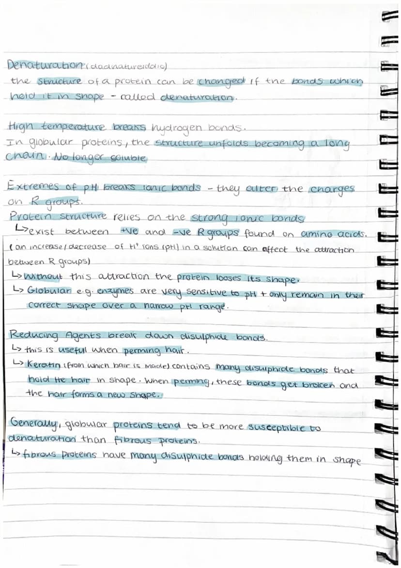 Proteins
Proteins are polymers whose molecules are made from many amino acids.
examples = haemoglobin, enzymes, antibodies, collegen (bone+ 