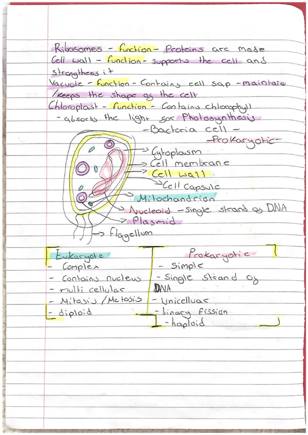 Paper & Biology
L
Topic 1: Cell Biology
Topic 2: Organisation
Topic 3. Ingection and Response
Topic 4: Bioenergetics
Cell Biology
0
Ө
D
0
0
