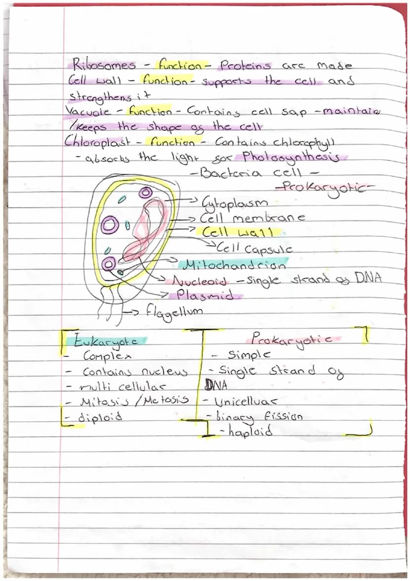 Paper & Biology
L
Topic 1: Cell Biology
Topic 2: Organisation
Topic 3. Ingection and Response
Topic 4: Bioenergetics
Cell Biology
0
Ө
D
0
0
