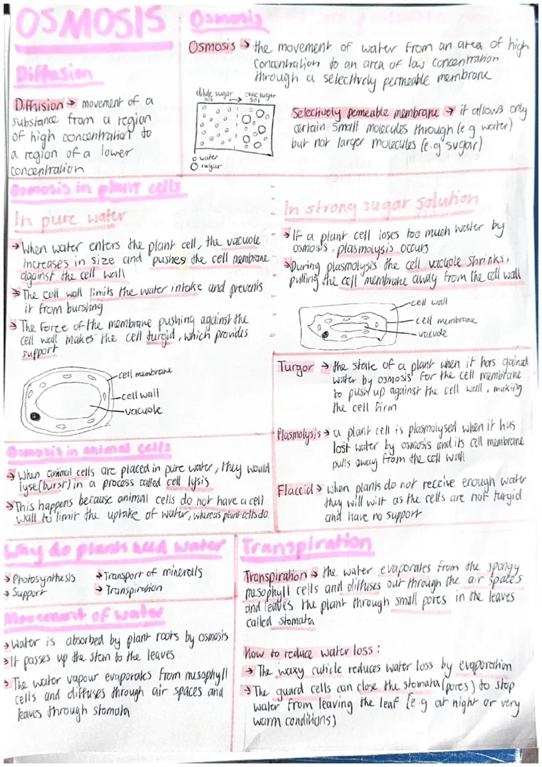 OSMOSIS Osmosia
Diffusion
Diffusion movement of a
substance from a region
high concentration to
of
a region of a lower
Concentration
Osmosis