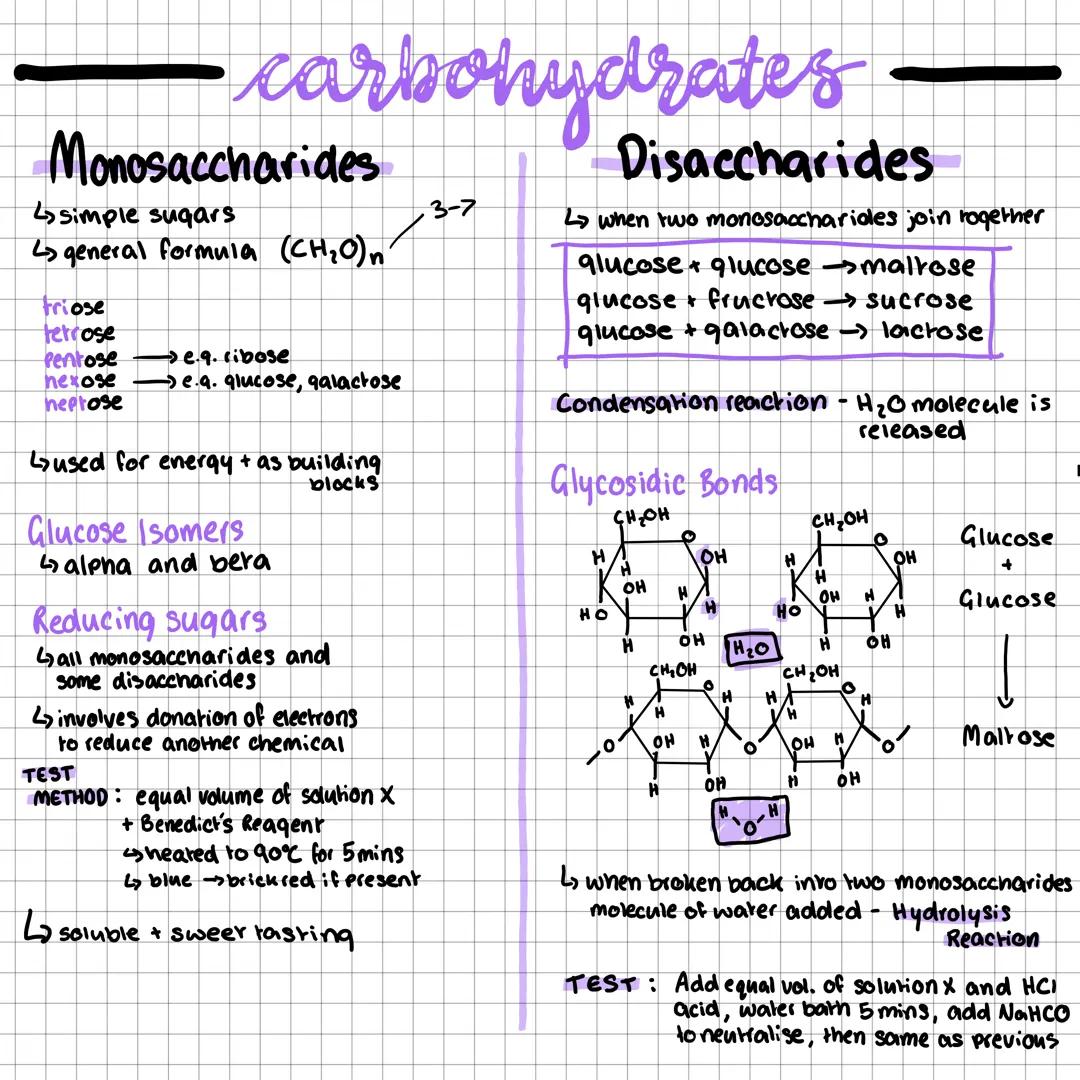 ·carbohydrates
Monosaccharides
4 simple sugars
↳general formula (CH₂O) n
triose
terrose
Pentose →e.q. ribose
nexose
heptose
se.a. glucose, g