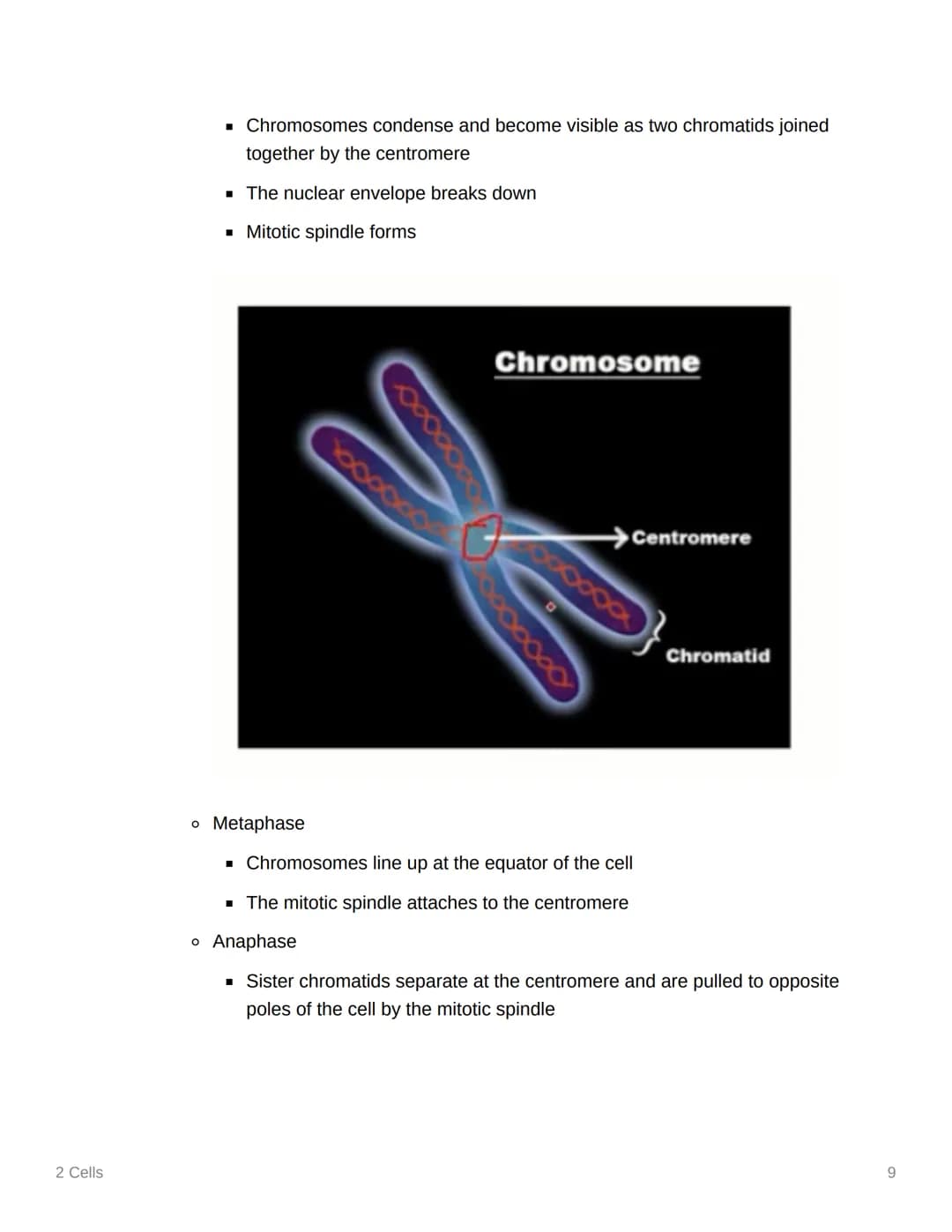 2 Cells
2 Cells
EAS/A level AS
3.2.1.1 Structure of eukaryotic cells
▼ Structure of eukaryotic cells
• All eukaryotic cells contain a nucleu