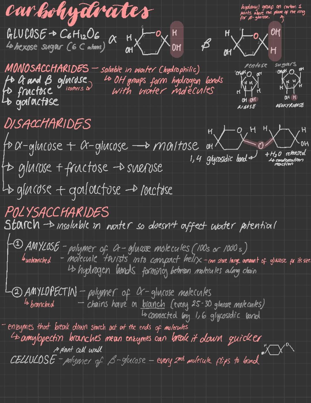 Understanding Carbohydrates - OCR A Level Biology