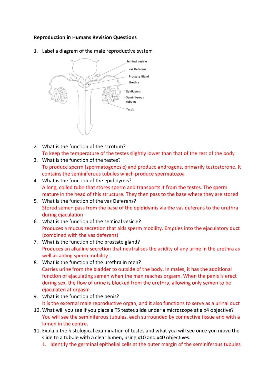 Easy Guide to the Male Reproductive System: Diagrams, Functions, and Testes Exam