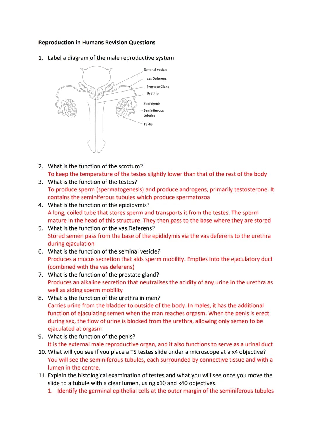 Reproduction in Humans Revision Questions
1. Label a diagram of the male reproductive system
m
Seminal vesicle
vas Deferens
Prostate Gland
U