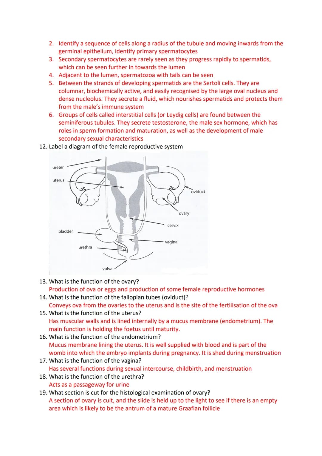 Reproduction in Humans Revision Questions
1. Label a diagram of the male reproductive system
m
Seminal vesicle
vas Deferens
Prostate Gland
U