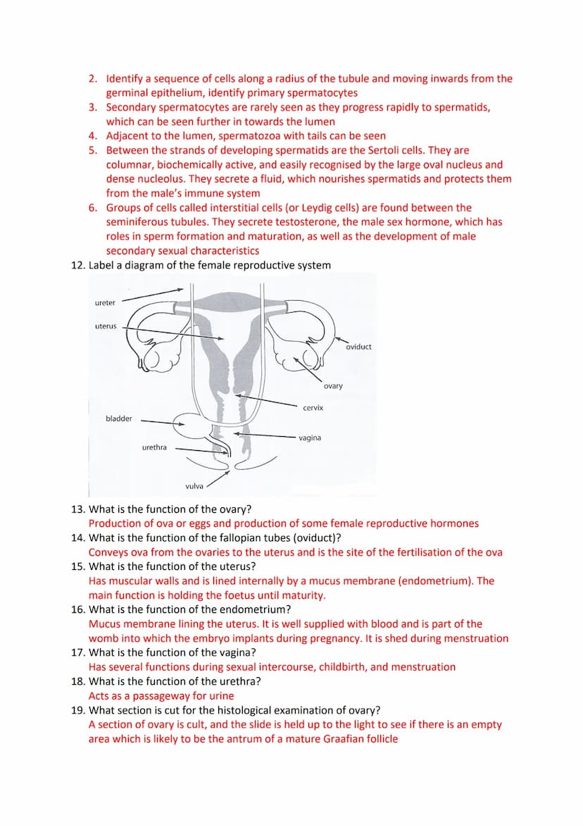 Reproduction in Humans Revision Questions
1. Label a diagram of the male reproductive system
m
Seminal vesicle
vas Deferens
Prostate Gland
U