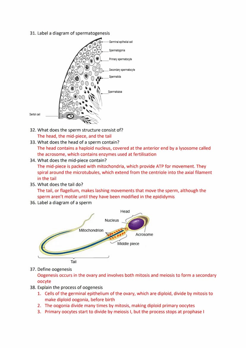 Reproduction in Humans Revision Questions
1. Label a diagram of the male reproductive system
m
Seminal vesicle
vas Deferens
Prostate Gland
U