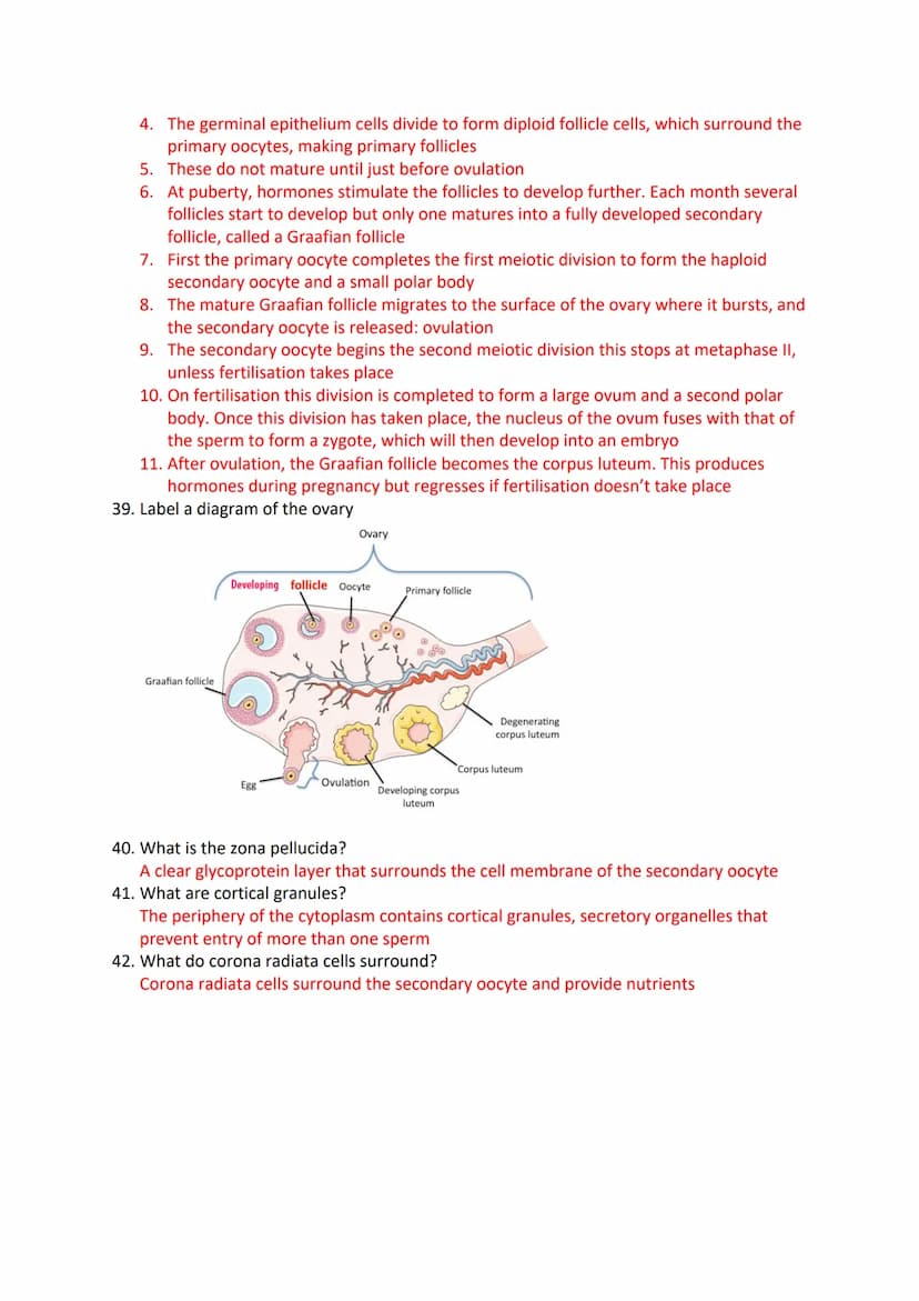 Reproduction in Humans Revision Questions
1. Label a diagram of the male reproductive system
m
Seminal vesicle
vas Deferens
Prostate Gland
U