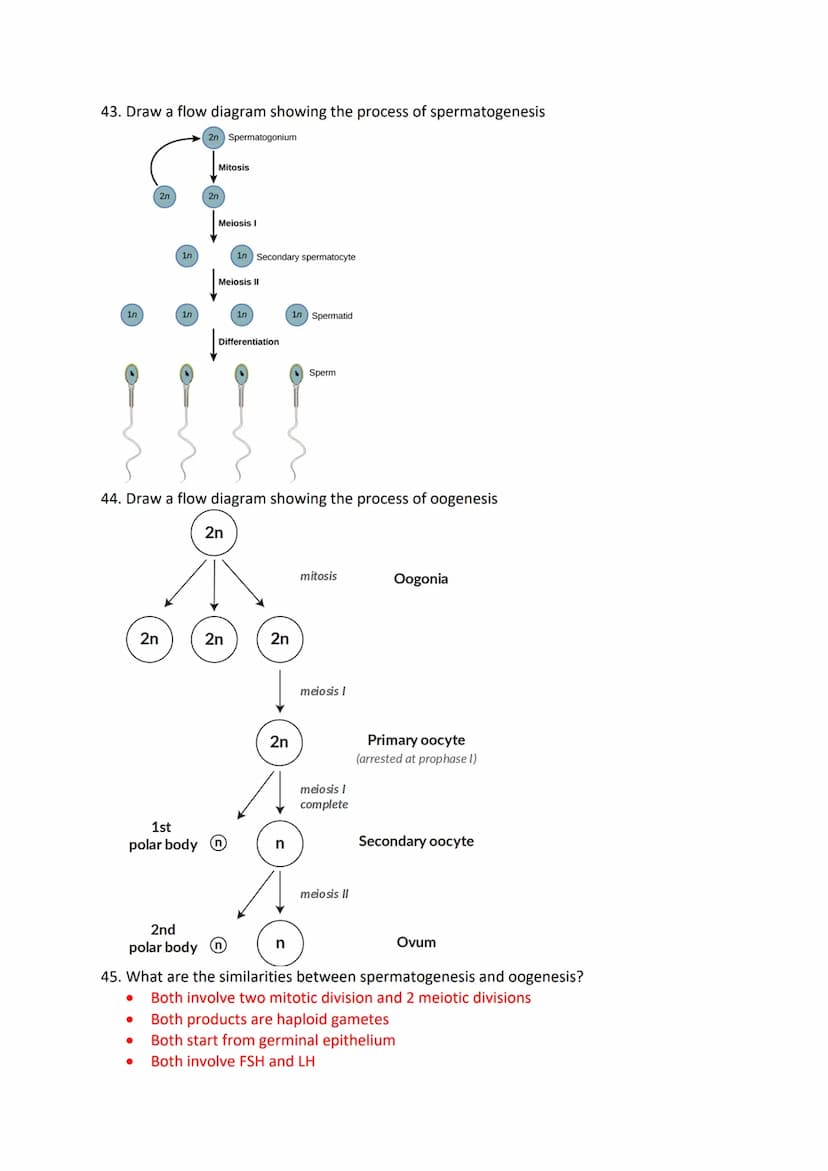 Reproduction in Humans Revision Questions
1. Label a diagram of the male reproductive system
m
Seminal vesicle
vas Deferens
Prostate Gland
U