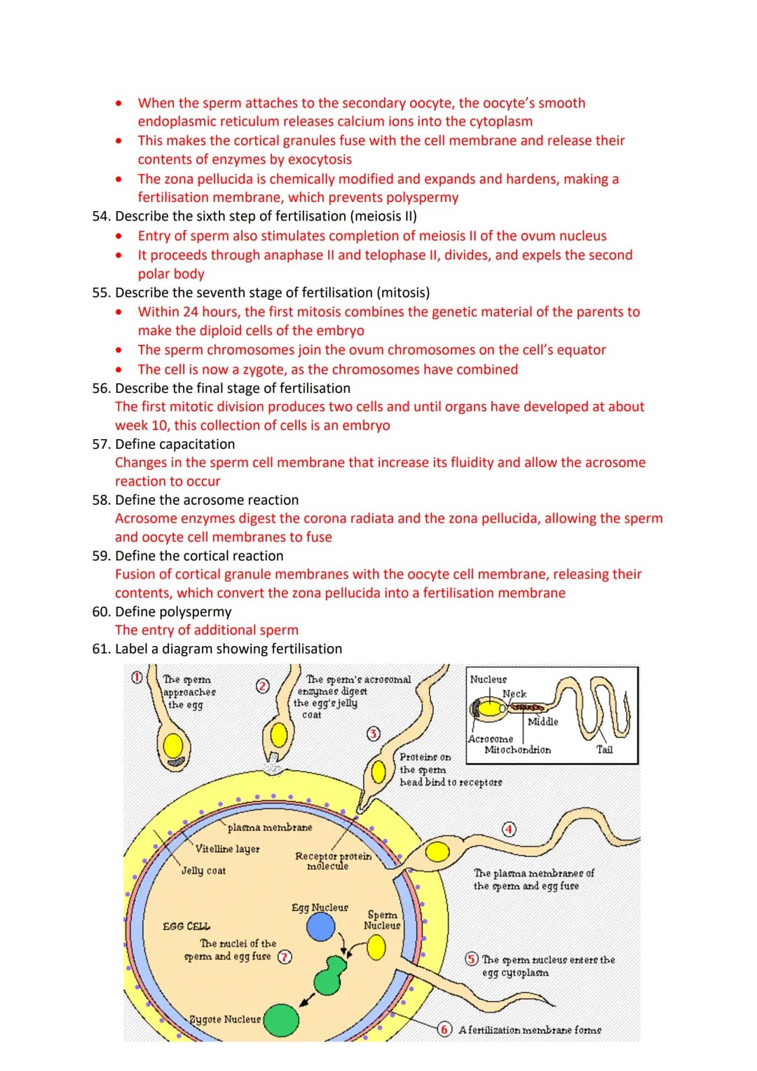 Reproduction in Humans Revision Questions
1. Label a diagram of the male reproductive system
m
Seminal vesicle
vas Deferens
Prostate Gland
U