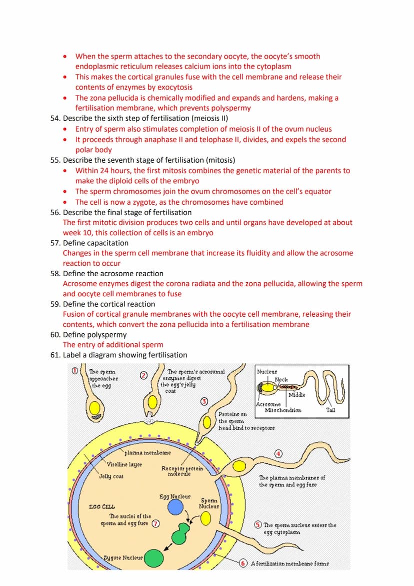 Reproduction in Humans Revision Questions
1. Label a diagram of the male reproductive system
m
Seminal vesicle
vas Deferens
Prostate Gland
U