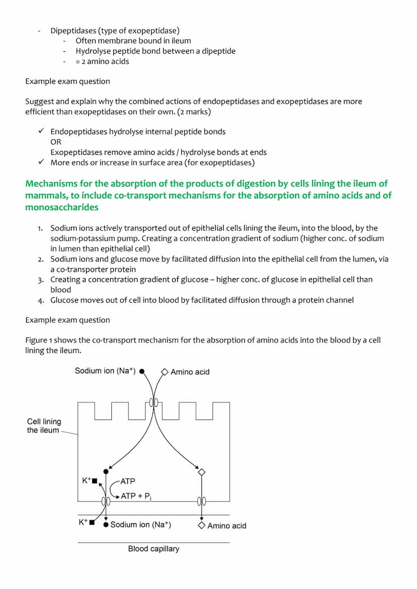 Unit 3: Organisms exchange
substances with their
environment
3.3.1 Surface area to volume ratio
Relationship between the size of organism an