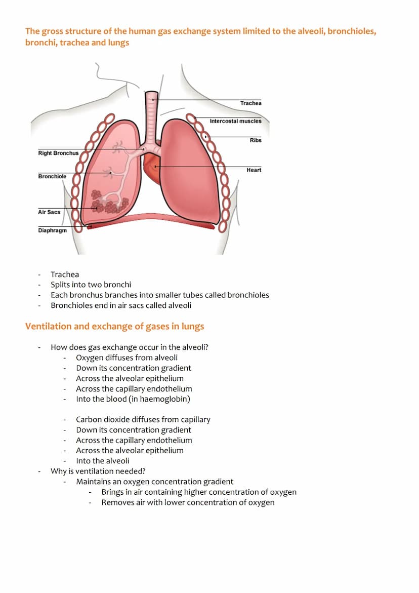 Unit 3: Organisms exchange
substances with their
environment
3.3.1 Surface area to volume ratio
Relationship between the size of organism an