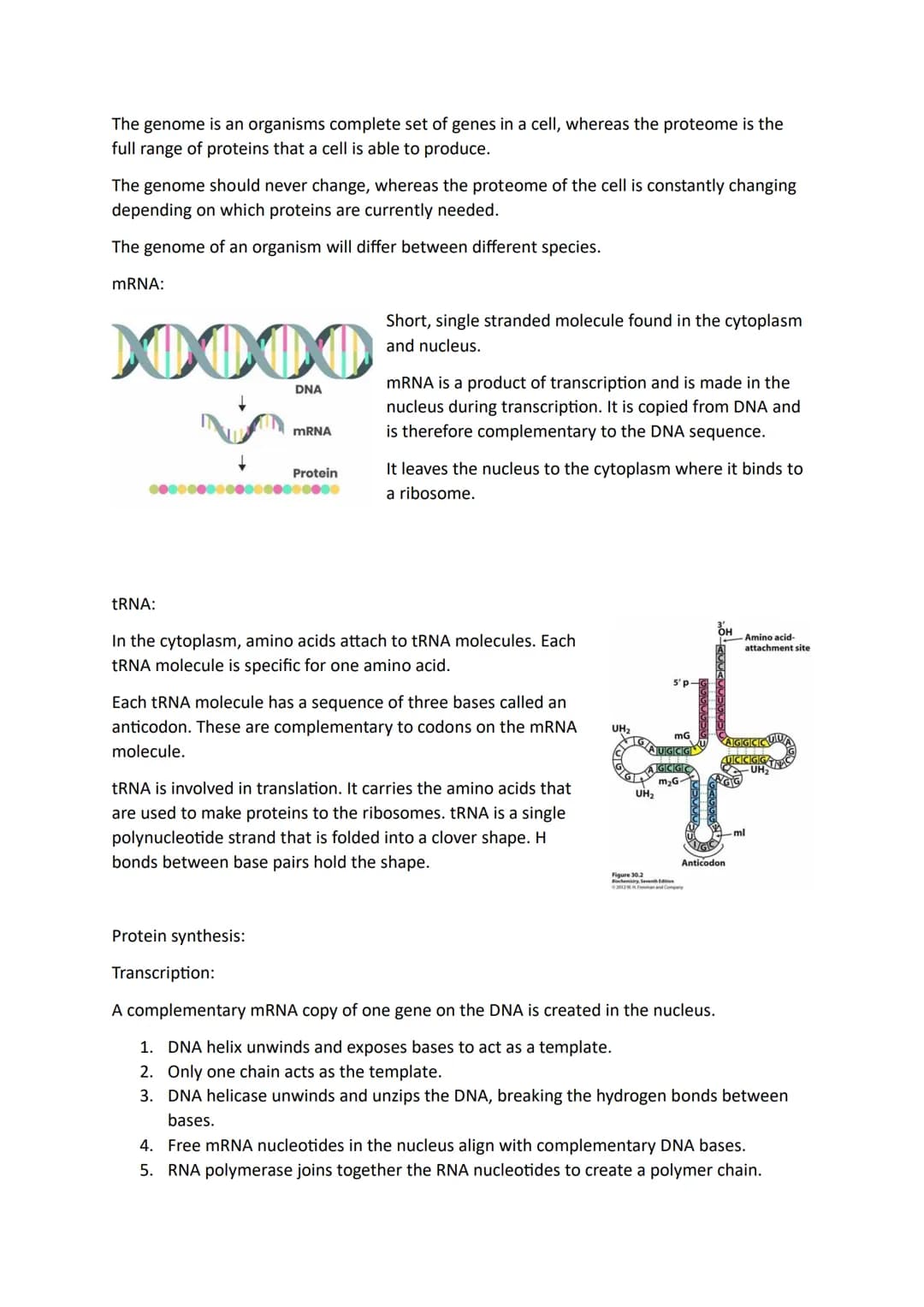 Topic 4
DNA in Eukaryotic and Prokaryotic Cells:
Eukaryotic DNA
Prokaryotic DNA
Made of DNA nucleotides containing deoxyribose, a phosphate 