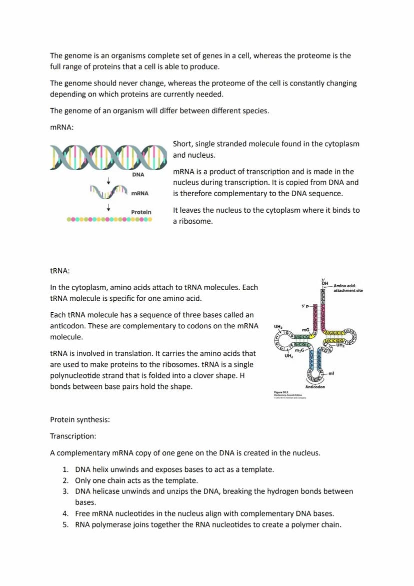 Topic 4
DNA in Eukaryotic and Prokaryotic Cells:
Eukaryotic DNA
Prokaryotic DNA
Made of DNA nucleotides containing deoxyribose, a phosphate 