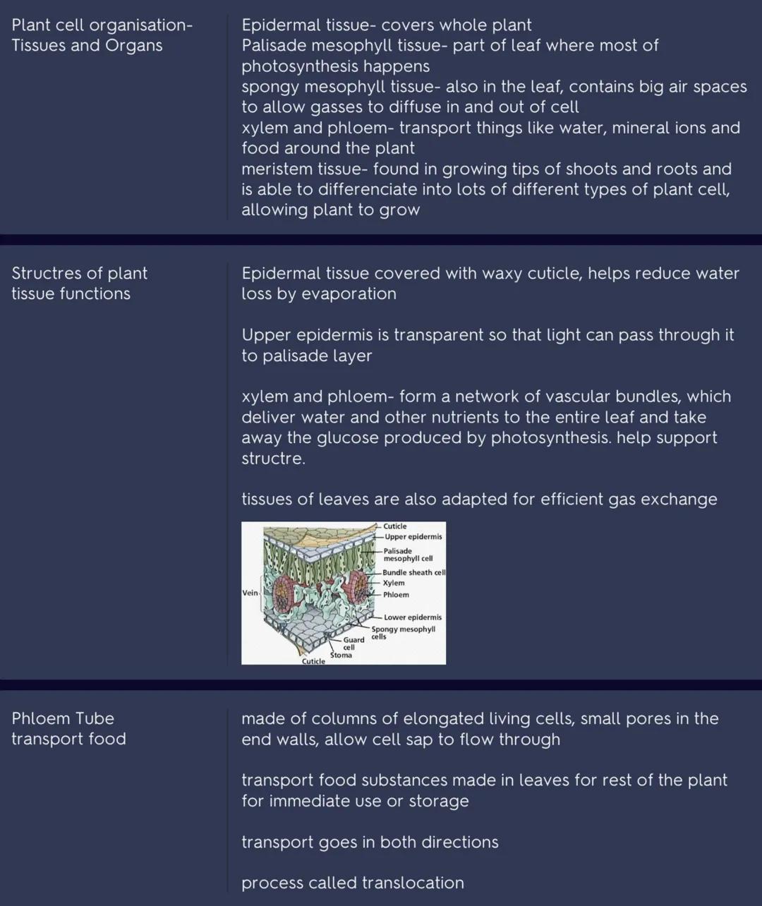 GCSE biology- plant cell organisation