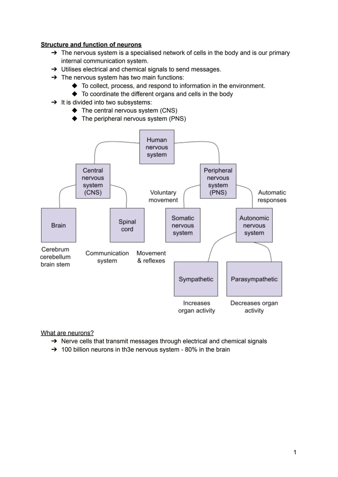 AQA A-Level Psychology Biopsychology notes.